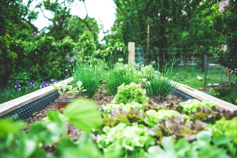Urban Gardening Grüne Oasen in der Stadt schaffen